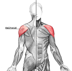 The Deltoid Muscle