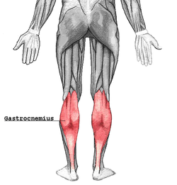 The Gastrocnemius Muscle