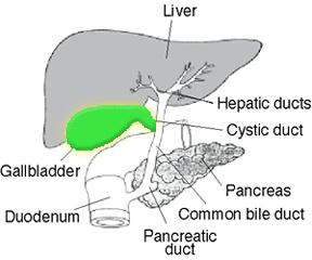 Liver, Gallbladder, and Pancreas