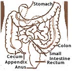 Small Intestine, Large Intestine, Appendix, Ractum, and Anus