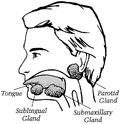 Tongue and Salivary Glands