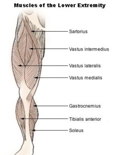 The Sartorius Muscle