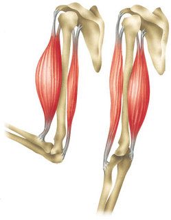 The Triceps Brachii Muscle