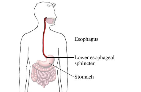 Esophagus and stomach